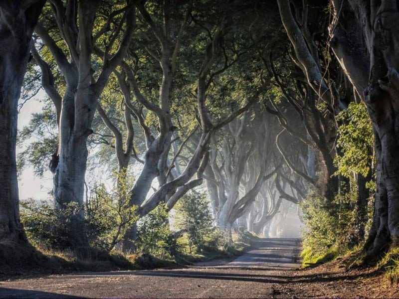 the-dark-hedges-game-of-thrones-northern-ireland-1139154